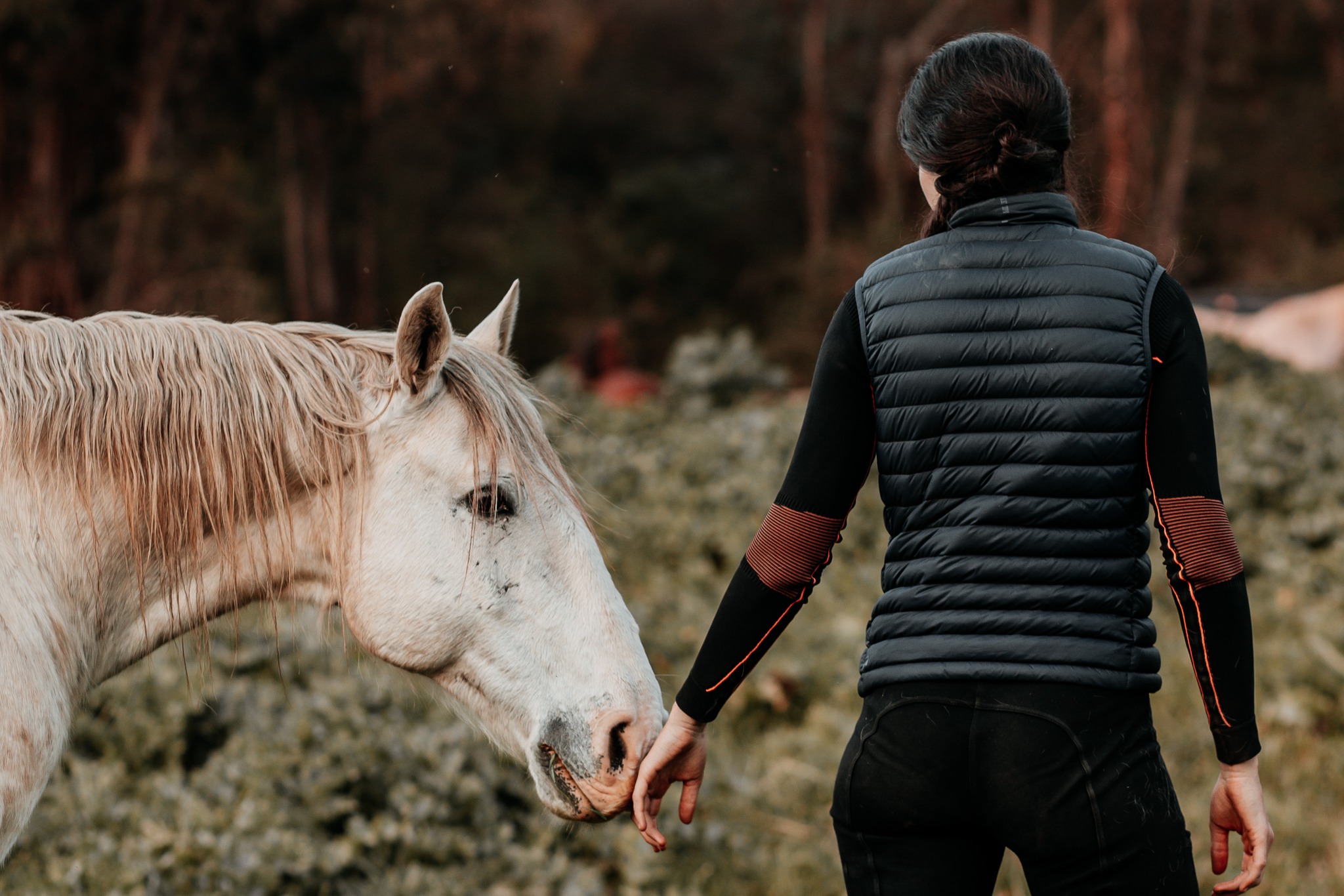 Gaining Trust: Building a Bond with Our Rescue Horses